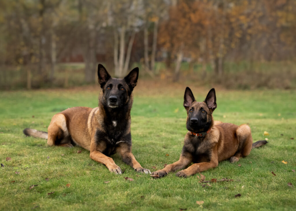 Porträtt av två hundar av rasen malinois.