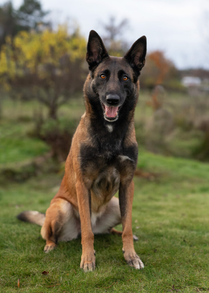 Porträtt av hund av rasen malinois.