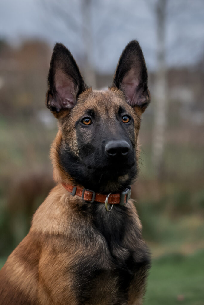 Porträtt av hund av rasen malinois.