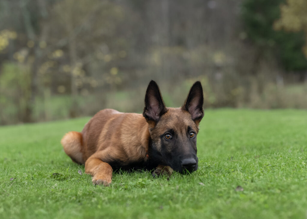 Porträtt av hund av rasen malinois.