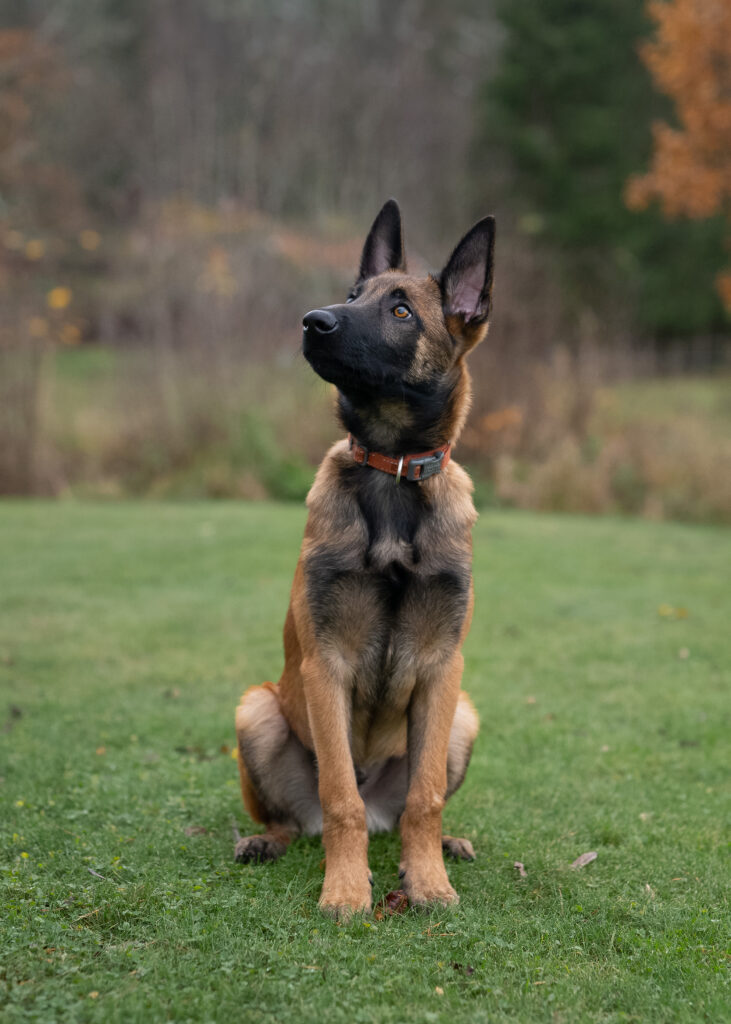 Porträtt av hund av rasen malinois.