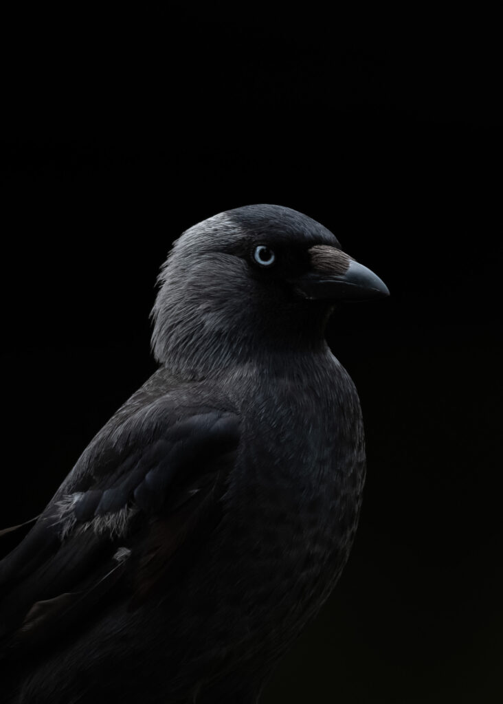 Fågelporträtt av en kaja.