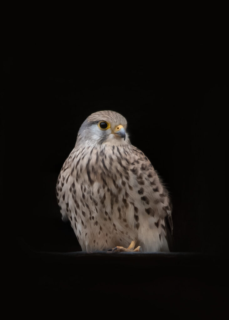 Fågelporträtt av en tornfalk.