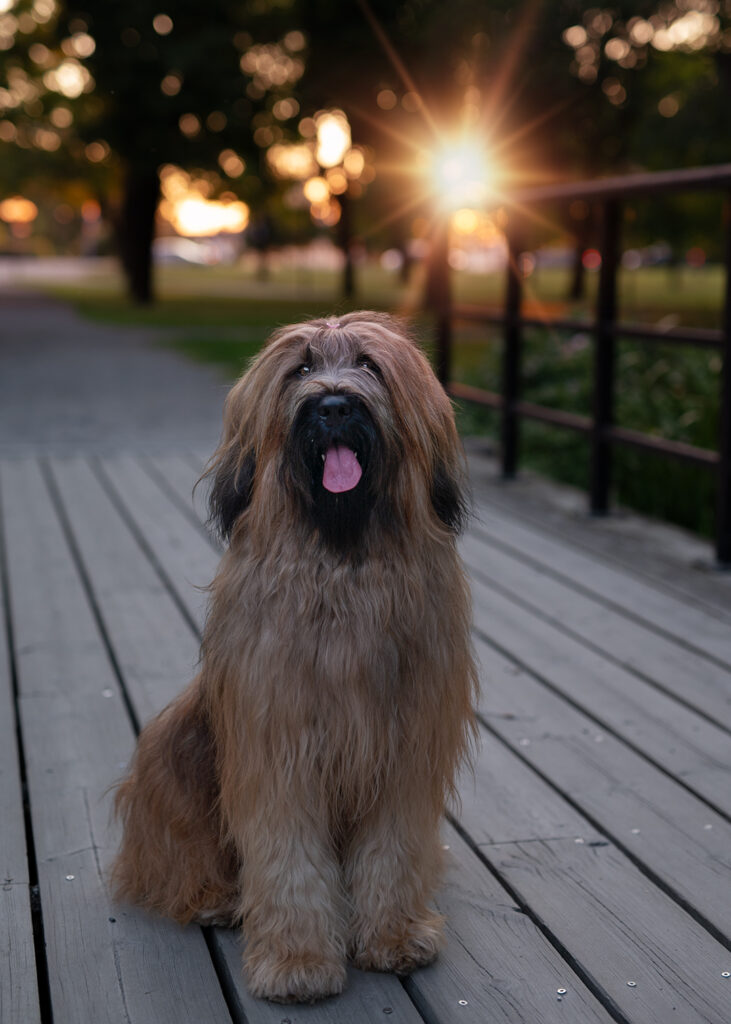 Porträtt av hund i motljus.
