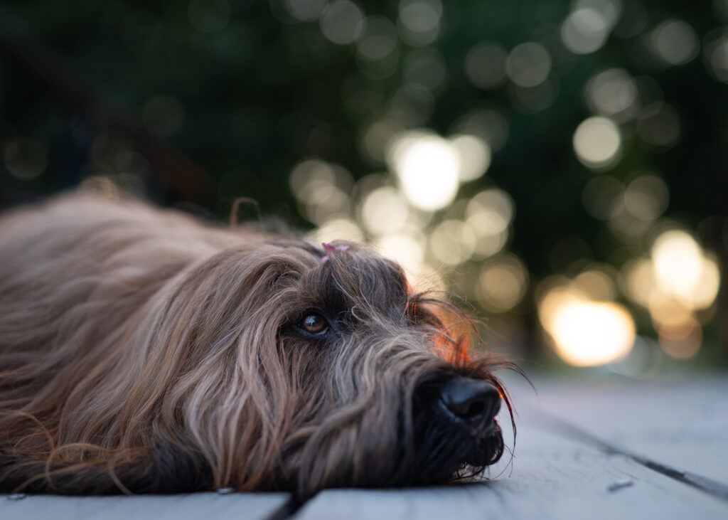 Porträtt av hund i motljus.