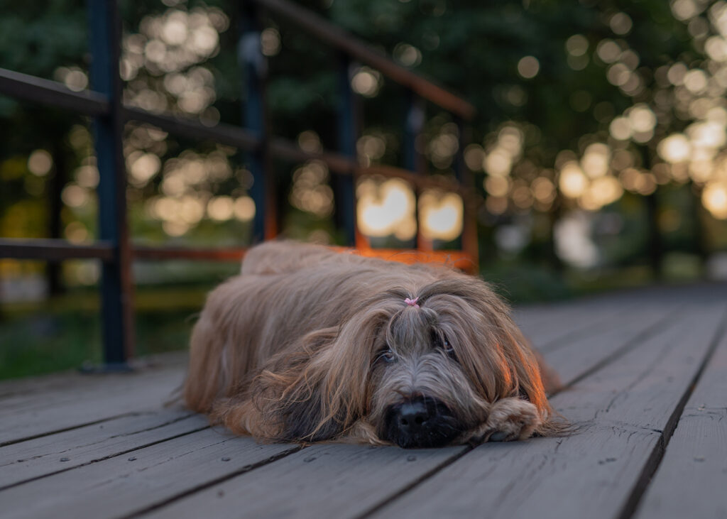Porträtt av hund i motljus.
